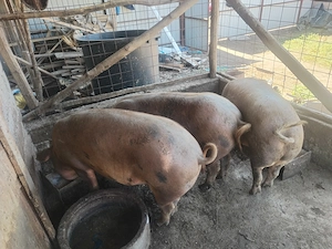 Vand porc de 160-170 de kg pret 3000 ușor negociabil    - imagine 2