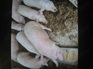 Porci de vanzare - imagine 4