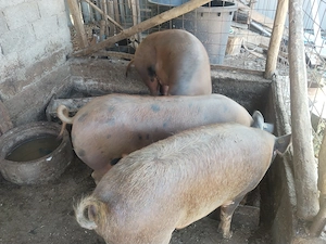 Vand porc de 160-170 de kg pret 3000 negociabil