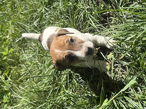 Pui Jack Russell Terrier  - imagine 3