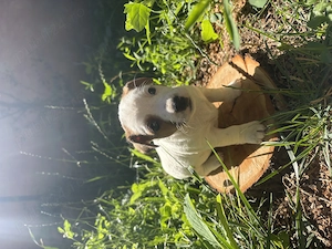 Pui Jack Russell Terrier 