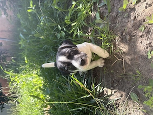 Pui Jack Russell Terrier  - imagine 2
