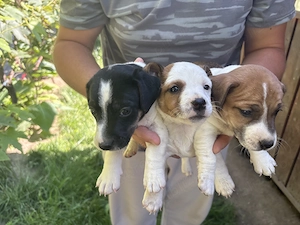Pui Jack Russell Terrier  - imagine 5