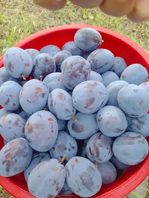 Prune  de masa, de vânzare 