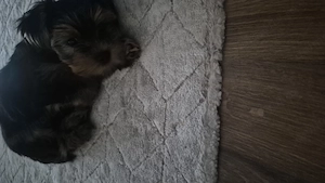 Yorkshire Terrier de vanzare - imagine 4