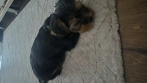Yorkshire Terrier de vanzare - imagine 2