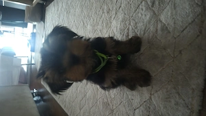 Yorkshire Terrier de vanzare - imagine 5
