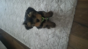 Yorkshire Terrier de vanzare - imagine 3