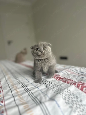 British shorthair si Scottish fold  - imagine 2