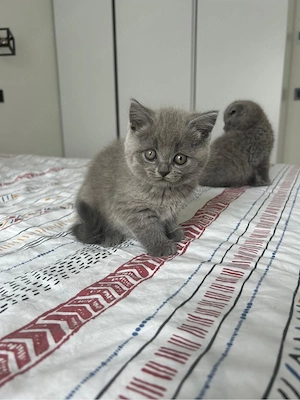 British shorthair si Scottish fold  - imagine 3