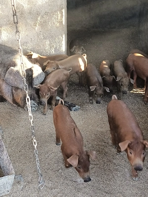 Purcei rasa duroc - imagine 4