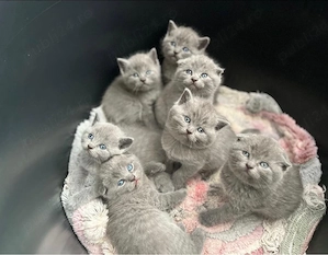British shorthair si Scottish fold  - imagine 4