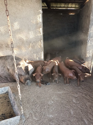 Purcei rasa duroc