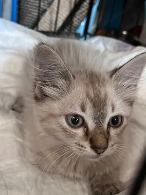 Doresc să adopt un pui de pisică metiș,ca cel din imagine - imagine 2