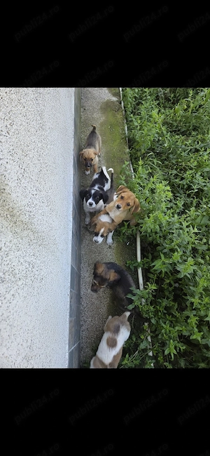 Căței spre adopție  - imagine 2