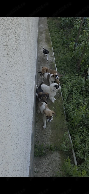 Căței spre adopție  - imagine 5