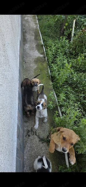 Căței spre adopție  - imagine 4