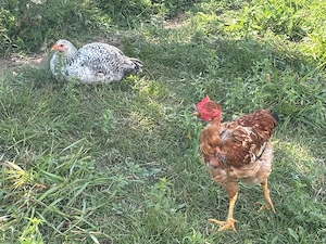 pui de vanzare si gaini ouatoare