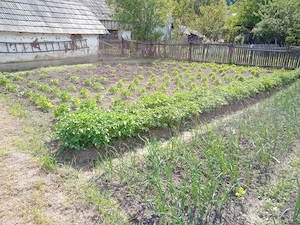 Casa locuibila + curte si gradina - Solont, Bacau - imagine 6