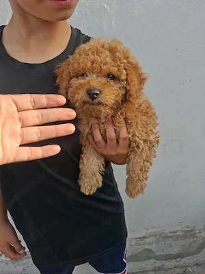 pudel mini ( poodle) - imagine 3