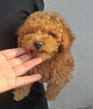 pudel mini ( poodle)
