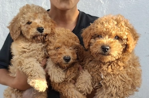 pudel mini ( poodle) - imagine 2