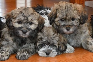 Puiuti Bichoni Havanese talie mica