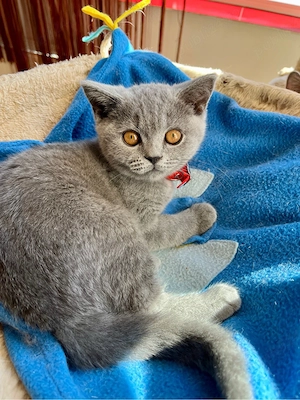 British shorthair blue fetita - imagine 4