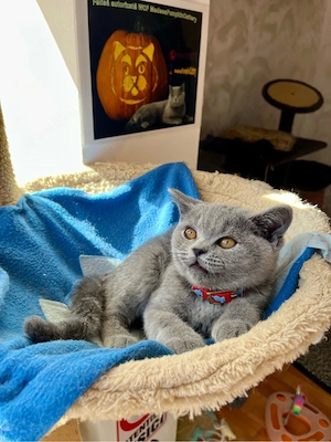 British shorthair blue fetita - imagine 3