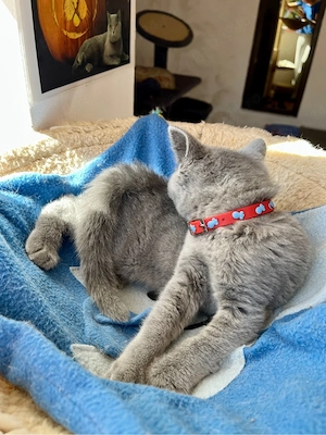 British shorthair blue fetita - imagine 5