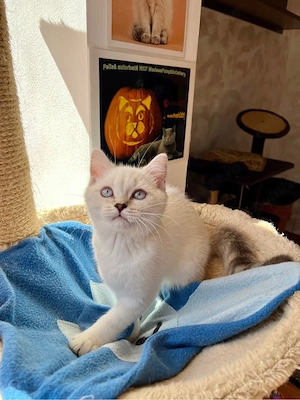 british shorthair