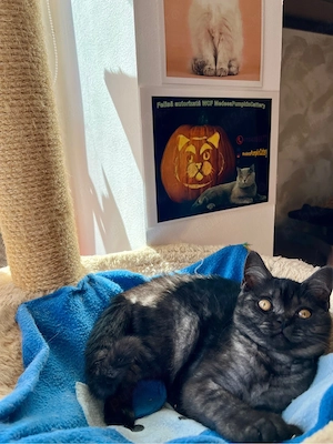 british shorthair black - imagine 5