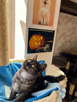 british shorthair black - imagine 2