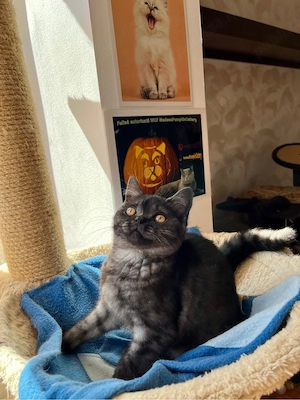 british shorthair black - imagine 4