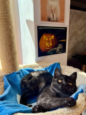 british shorthair black - imagine 3