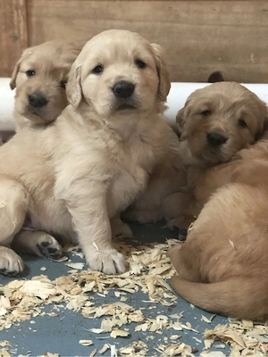 Labrador Retriver  - imagine 4
