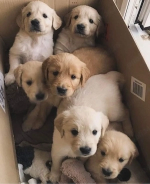Labrador Retriver  - imagine 3