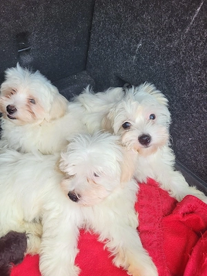 bichon căței  - imagine 2
