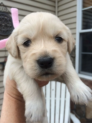 Labrador Retriver  - imagine 2