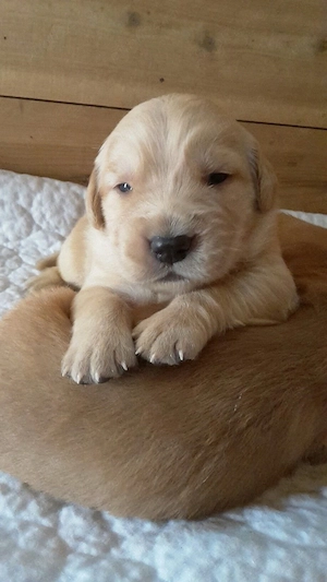 Labrador Retriver  - imagine 3