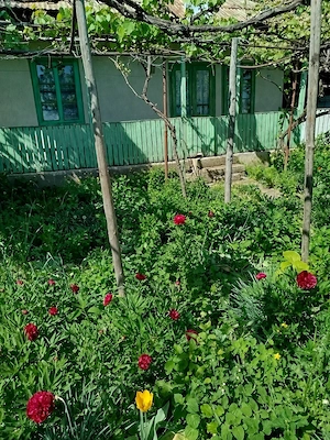 Casă cu teren 987 mp   2 căi de acces   Piatra Neamț, Str. 1 Decembrie 1918   Str. Bălțătești  - imagine 4