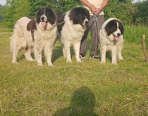 pui ciobanesc de bucovina - imagine 2