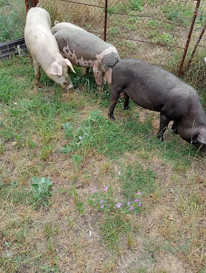 Vand 3 porci - imagine 3
