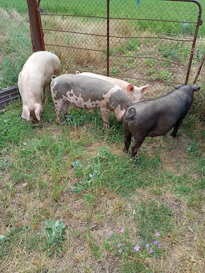 Vand 3 porci - imagine 2