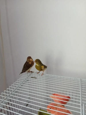 canari de vanzare