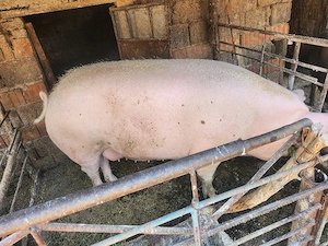 Vând porc 