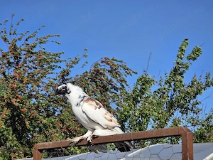 Vând porumbei jucători