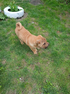 Fetița shar pei  - imagine 4
