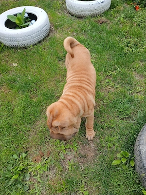 Fetița shar pei  - imagine 3