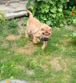 Fetița shar pei  - imagine 5